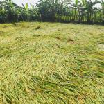 ঝিনাইদহের অকাল বৃষ্টি ও দমকা হাওয়ায় মাঠজুড়ে লণ্ডভণ্ড পাকাধান বিপর্যস্ত কৃষকরা-দিগন্ত খবর